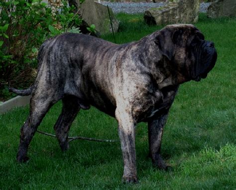 I place high emphasis on lovely. English Mastiff Dog Price