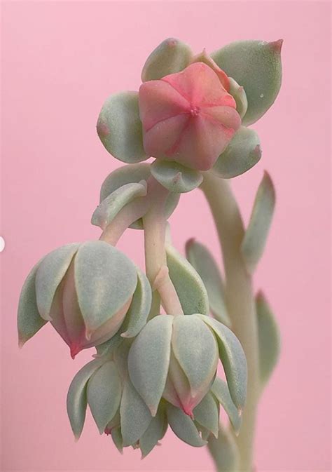 100 Gorgeous Succulent Plants Ideas For Indoor And Outdoor Full Of Aesthetics Page 2 Of 20
