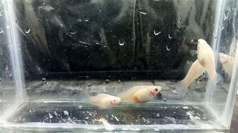 White Platy Youtube