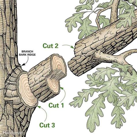 Pin On Pruning