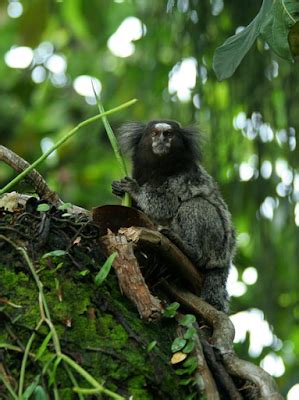 Hutan amazon merupakan surga bagi ekosistem lingkungan yang luar biasa. Binatang Yang Terdapat di Hutan Amazon: Maret 2013