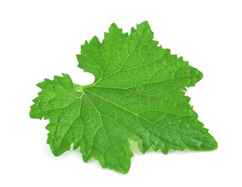Pumpkin Leaf Stock Photo Image Of Green Closeup Vine 9844866