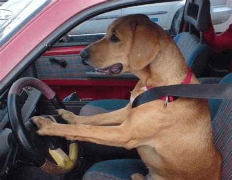 11 Driving Dogs Who Really Know What Theyre Doing