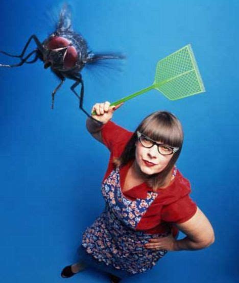 splat scientists work out the perfect way to swat a fly daily mail online