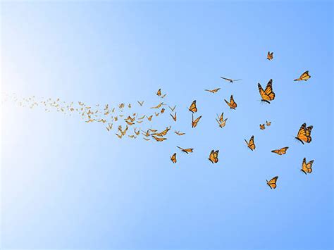 Butterflies Flying Stock Photos Pictures And Royalty Free Images Istock