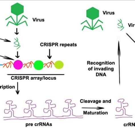 Working Mechanism Of Crisprcas9 System Crispr Containing Organism