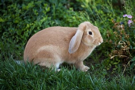 How Much Does A Rabbit Cost 2023 Price Guide Pet Keen