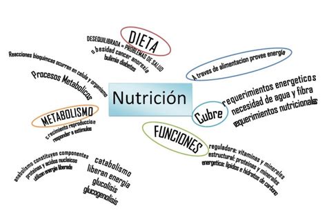 Mapa Conceptual De La Nutricion Humana Rudenko