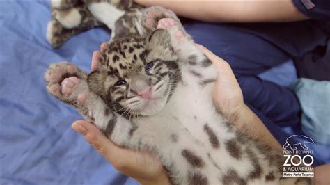Check Out These Adorable Clouded Leopard Cubs Abc7 Chicago