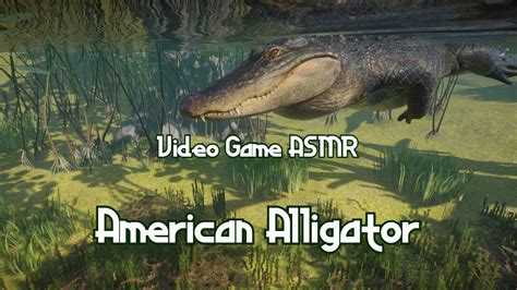 Video Game Asmr Planet Zoo American Alligator Youtube