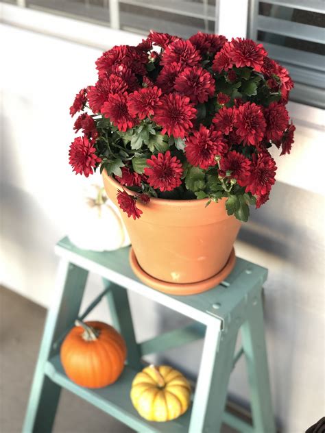 Fall Decor Fall Decor Potted Mums Fall Mums