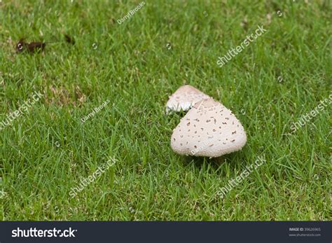 Large White Mushrooms In A Green Grass Lawn Stock Photo 39626965