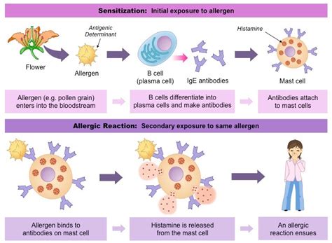 Alergi Antibodi Dan Mekanismenya