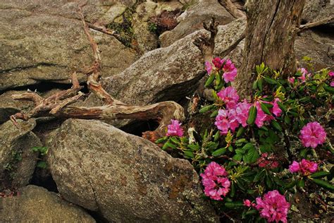Grandfather Mountain Hosts Remarkable Rhododendron Ramble May 29 To