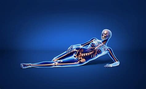 Female Skeleton Photograph By Leonello Calvettiscience Photo Library