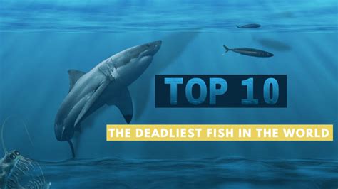 Top 187 Top 10 Most Dangerous Ocean Animals