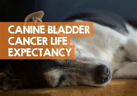 Many vets recommend not going more than eight hours without expressing in order not to. How Long Can a Dog Live with Bladder Cancer? (TCC Life ...
