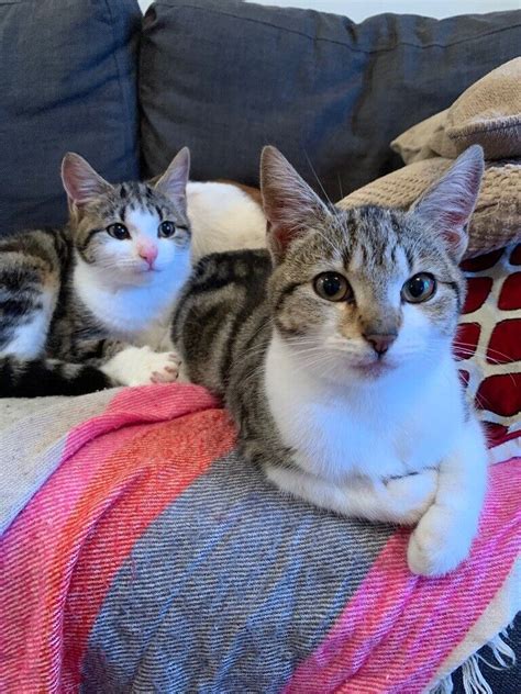 2 Gorgeous Female Tabby Young Cats In Norwich Norfolk Gumtree
