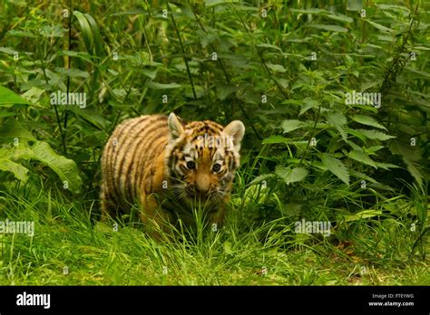 Siberian Amur Tiger Panthera Tigris Altaica Cub Walking Through