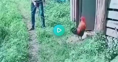 Fight Rooster Album On Imgur