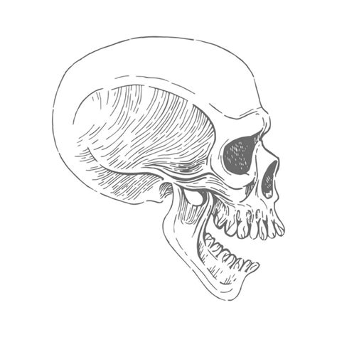 Hand Drawn Skull In Monochrome On White Background Skull From The