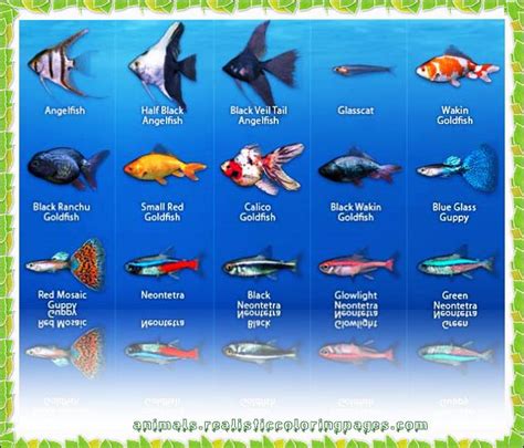 Freshwater Fish List A Z With Pictures Animals Name A To Z