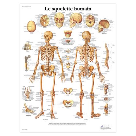 Planche Anatomique Du Corps Humain Squelette Corps Humain Squelette