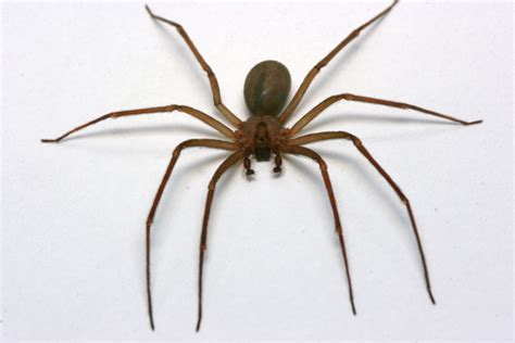 Brown Recluse Spiderimg Texas Hill Country