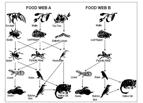 Genetically modified organisms (gmos) are produced by inserting genetic material (sometimes from another species) into to generate a transgenic mouse, a dna construct is prepared that contains the target gene linked to a promotor that is designed to drive the expression. Biodiversity: Causes of biodiversity: