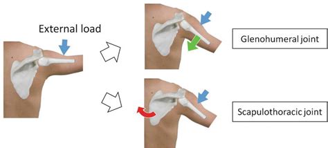 The Function of Scapular Muscle | IntechOpen