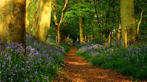 Spring Forest Path With Wildflowers Hd Wallpaper Backiee