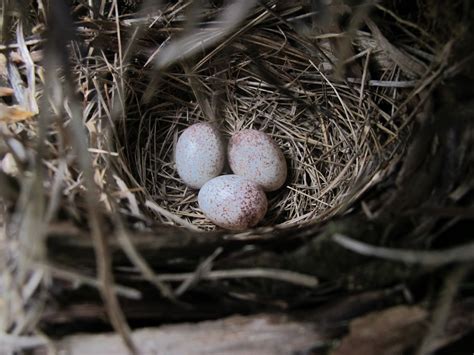 Blue Jay Barrens Eastern Towhee Nest