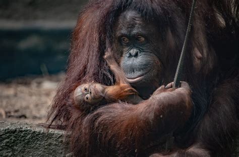 A Critically Endangered Bornean Orangutan Has Been Born At Chester Zoo