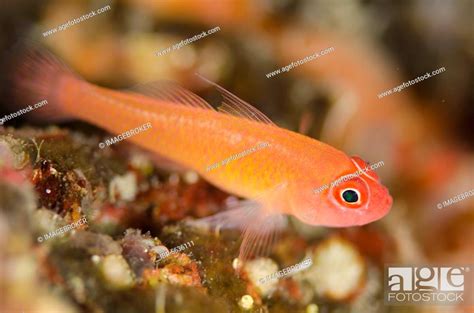 Coral Goby Coral Gobies Other Animals Fish Animals Gobies Stock