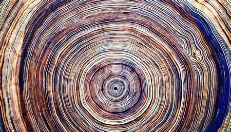 Take a photo on an angle to. Tree rings show water loss stunts growth - Futurity