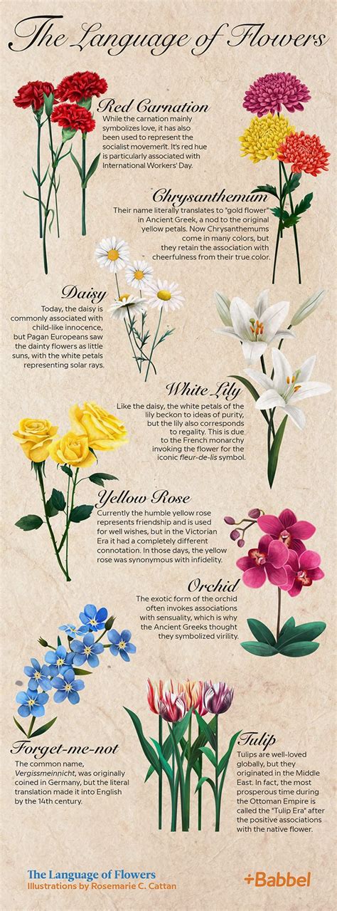 The Language Of Flowers Langage Des Fleurs Signification Fleurs