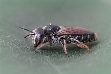 Closeup On A Female Wood Boring Bee Lithurgus Chrysurus Sitting Stock