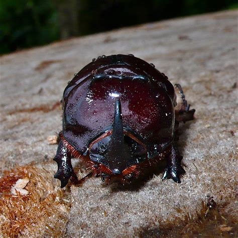 Der nashornkäfer (oryctes nasicornis) gehört zur familie der blatthornkäfer und steht bei uns unter naturschutz. Nashornkäfer III - aus Grzimeks Tierleben Foto & Bild ...