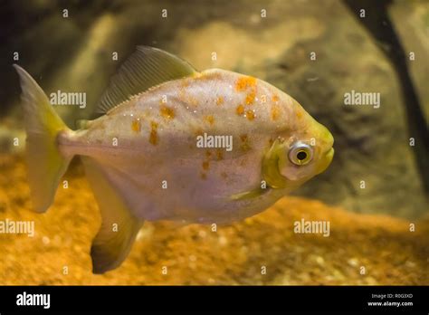 white silver and yellow tropical fish with glittering scales underwater