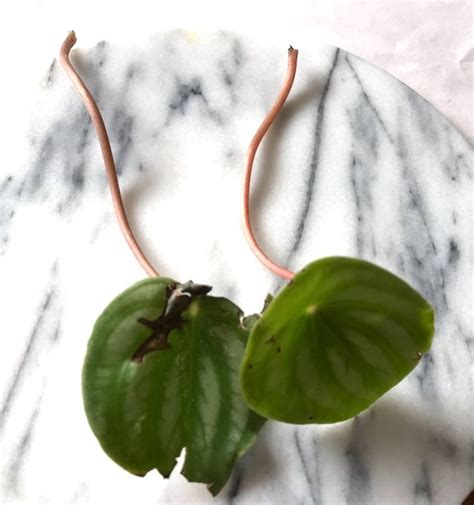 Whenever you see dust is staying on the pretty leaves of your rosso peperomia. How to: Propagate a Watermelon Peperomia | Leaf and Paw