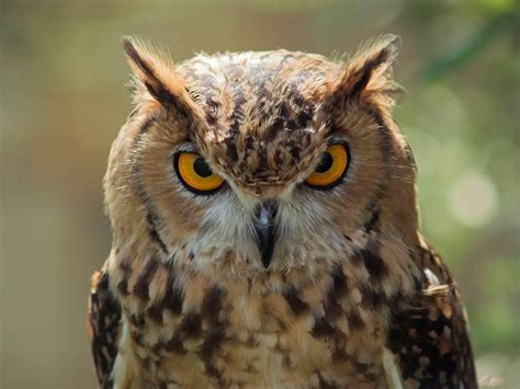 Animal Great Horned Owl Hd Wallpaper