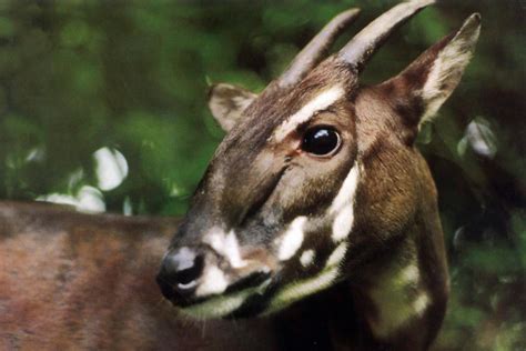 Photo Taken In Vietnam Forest Shows Antelope Like Saola A Rare Mammal