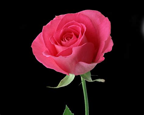 Rose Very Beautiful Flowers Images Worlds Top 100 Beautiful Flowers