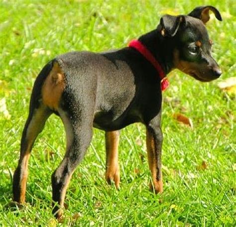 Dog Breed Facts And Information About The Miniature Pinscher Pethelpful