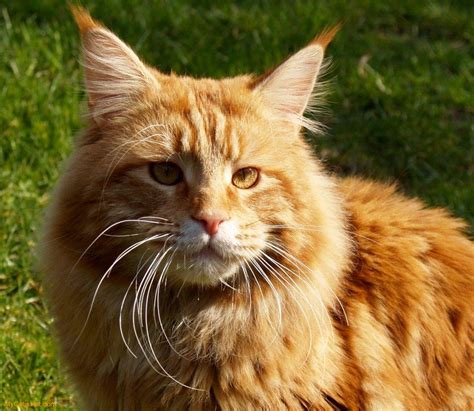 Maine Coon The Life Of Animals