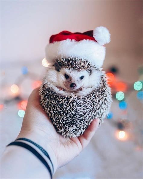 5 Totally Adorable Hedgehogs With Tiny Santa Hats Cute Baby Animals
