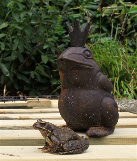 Wieso also nicht einfach beides kombinieren und einen gartenteich in einem japanischen garten ist das element wasser kaum wegzudenken. Frosch & Froschkönig Foto & Bild | natur, frosch, garten ...