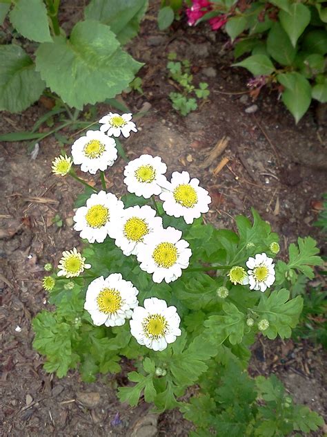 Do you want it come back every year or only. Top Ten Toughest Perennials For Northeast Ohio.: Top Ten ...