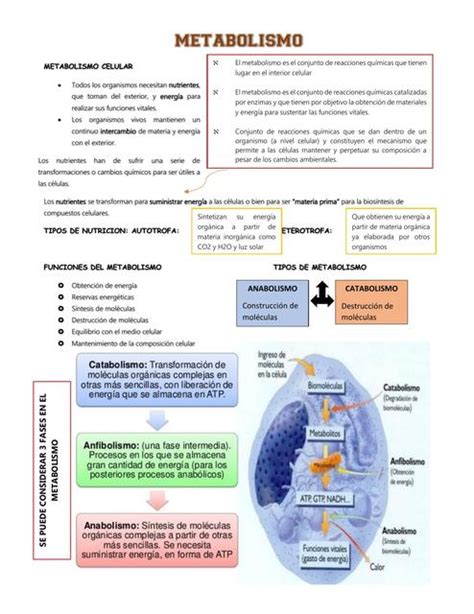 Metabolismo Celular Mashon Udocz