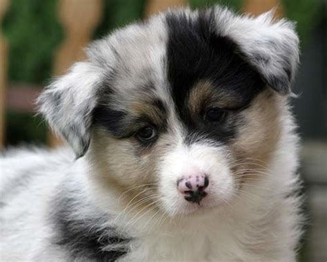 Top 10 Best And Cutest Dog Breeds For Families Pethelpful